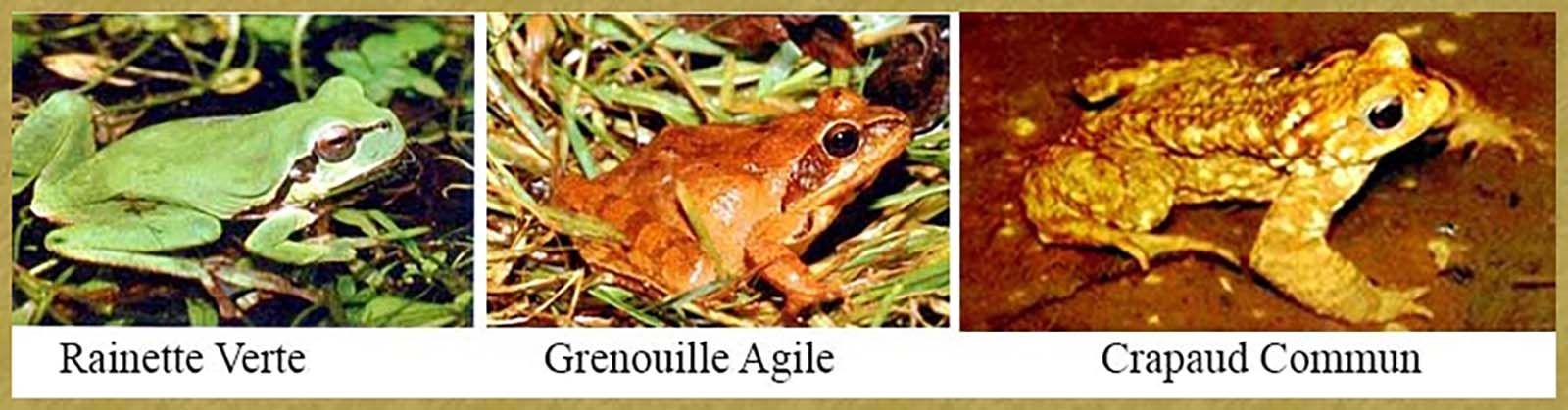 Amphibiens